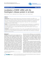 Localization of BDNF mRNA with the Huntington's disease protein in rat brain