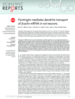 Huntingtin mediates dendritic transport of β-actin mRNA in rat neurons