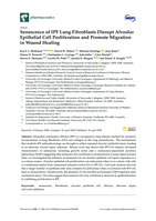 Senescence of IPF lung fibroblasts disrupt Alveolar Epithelial Cell Proliferation and promote migration in wound healing