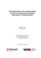 Size relationship of the tympanic bullae and pinnae in bandicoots and bilbies (Marsupialia: Peramelemorphia)