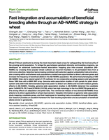 Fast integration and accumulation of beneficial breeding alleles through an AB–NAMIC strategy in wheat