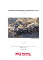 Biological rhythms and valve gape behaviour of Mytilus galloprovincialis in Western Australia