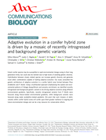 Adaptive evolution in a conifer hybrid zone is driven by a mosaic of recently introgressed and background genetic variants