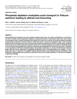 Phosphate depletion modulates auxin transport in Triticum aestivum leading to altered root branching