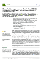 Marker-Assisted improvement for durable bacterial blight resistance in aromatic rice cultivar HUR 917 popular in eastern parts of India