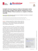 Complete Genome Sequence of the Ice-Nucleation-Active Pseudomonas syringae Strain MUP20, Isolated from Frost-Damaged Wheat (Triticum aestivum cv. Scepter) in Western Australia