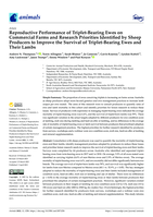 Reproductive performance of Triplet-Bearing Ewes on commercial farms and research priorities identified by sheep producers to improve the survival of Triplet-Bearing ewes and their lambs