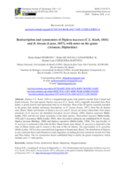 Redescription and synonymies of Diplura macrura (CL Koch, 1841) and D-lineata (Lucas, 1857), with notes on the genus (Araneae, Dipluridae)