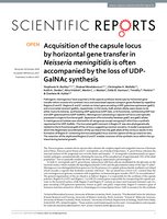 Acquisition of the capsule locus by horizontal gene transfer in Neisseria meningitidis is often accompanied by the loss of UDP-GalNAc synthesis