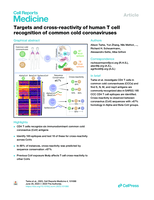 Targets and cross-reactivity of human T cell recognition of Common Cold Coronaviruses