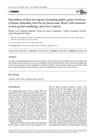 Descriptions of three new species of jumping-spiders, genus Arnoliseus (Araneae, Salticidae), from Rio de Janeiro state, Brazil, with comments on their genital morphology and a key to species