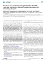 Structural and biochemical insights into the disulfide reductase mechanism of DsbD, an essential enzyme for neisserial pathogens