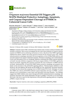 Origanum majorana Essential Oil Triggers p38 MAPK-Mediated Protective Autophagy, Apoptosis, and Caspase-Dependent Cleavage of P70S6K in Colorectal Cancer Cells