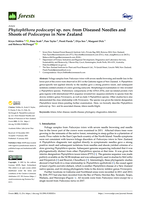 Phytophthora podocarpi sp. nov. from Diseased Needles and Shoots of Podocarpus in New Zealand