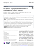 LncRNA5251 inhibits spermatogenesis via modification of cell-cell junctions