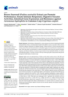 Brown Seaweed (Padina australis) Extract can Promote Performance, Innate Immune Responses, Digestive Enzyme Activities, Intestinal Gene Expression and Resistance against Aeromonas hydrophila in Common Carp (Cyprinus carpio)