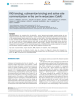 FAD binding, cobinamide binding and active site communication in the corm reductase (CobR)