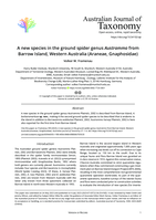 A new species in the ground spider genus Austrammo from Barrow Island, Western Australia (Araneae, Gnaphosidae)
