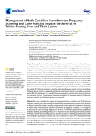 Management of Body Condition Score between Pregnancy Scanning and Lamb Marking Impacts the Survival of Triplet-Bearing Ewes and Their Lambs
