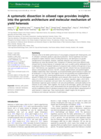 A systematic dissection in oilseed rape provides insights into the genetic architecture and molecular mechanism of yield heterosis