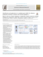 Identification and application of a candidate gene AhAftr1 for aflatoxin production resistance in peanut seed (Arachis hypogaea L.)