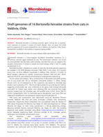 Draft genomes of 16 Bartonella henselae strains from cats in Valdivia, Chile