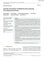 Zoonotic transmission of diphtheria toxin‐producing Corynebacterium ulcerans