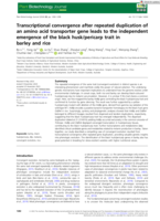 Transcriptional convergence after repeated duplication of an amino acid transporter gene leads to the independent emergence of the black husk/pericarp trait in barley and rice