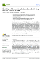 Identifying and Characterizing Candidate Genes Contributing to a Grain Yield QTL in Wheat