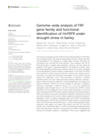 Genome-wide analysis of FRF gene family and functional identification of HvFRF9 under drought stress in barley