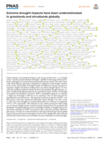 Extreme drought impacts have been underestimated in grasslands and shrublands globally