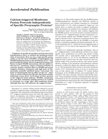 Calcium-triggered membrane fusion proceeds independently of specific presynaptic proteins