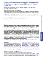 Cytonuclear Interactions and Subgenome Dominance Shape the Evolution of Organelle-Targeted Genes in the Brassica Triangle of U