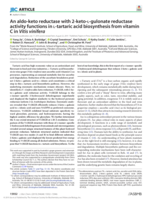 An aldo-keto reductase with 2-keto-l-gulonate reductase activity functions in l-tartaric acid biosynthesis from vitamin C in Vitis vinifera: Identification of a reductase for tartaric acid biosynthesis