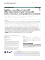 Haplotype-resolved genome assembly of the diploid&nbsp;Rosa chinensis&nbsp;provides insight into the mechanisms underlying key ornamental traits