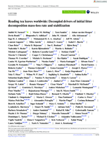 Reading tea leaves worldwide: Decoupled drivers of initial litter decomposition mass-loss rate and stabilization