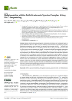 Relationships within Bolbitis sinensis Species Complex Using RAD Sequencing