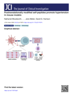 Posttranslationally modified self-peptides promote hypertension in mouse models