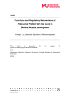Functions and Regulatory Mechanisms of Ribosomal Protein S27-like Gene in Skeletal Muscle development