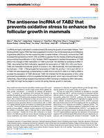 The antisense lncRNA of TAB2 that prevents oxidative stress to enhance the follicular growth in mammals