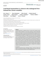 Lead‐based ammunition is a threat to the endangered New Zealand Kea (Nestor notabilis)