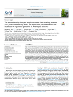 The evolutionarily diverged single-stranded DNA-binding proteins SSB1/SSB2 differentially affect the replication, recombination and mutation of organellar genomes in Arabidopsis thaliana