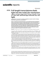 Full-length transcriptome sheds light into the molecular mechanism of tea leaf yellowing induced by red light