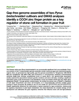 The gap-free genome assemblies of two Pyrus bretschneideri cultivars and GWAS analyses identify a CCCH-type zinc finger protein as a key regulator of lignin biosynthesis and stone cell formation in pear fruit