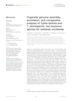 Organelle genome assembly, annotation, and comparative analyses of Typha latifolia and T. domingensis: two keystone species for wetlands worldwide