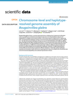 Chromosome-level and haplotype-resolved genome assembly of Bougainvillea glabra