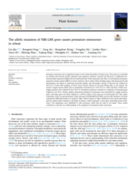 The allelic mutation of NBS-LRR gene causes premature senescence in wheat