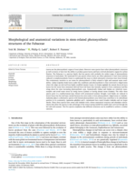 Morphological and anatomical variations in stem-related photosynthetic structures of the Fabaceae