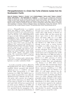Fibropapillomatosis in a Green Sea Turtle (Chelonia mydas) from the Southeastern Pacific