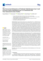 The Concurrent Detection of Chelonid Alphaherpesvirus 5 and Chelonia mydas Papillomavirus 1 in Tumoured and Non-Tumoured Green Turtles